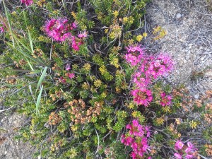 Purple Mountainheath (Phyllodoce breweri)