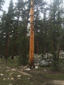 Just love these trees.  The color and the the twisting of the trunks.