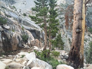 Some trees tucked in one of the many switchbacks on the way down