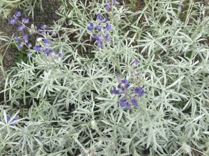 Brewer's Lupine (Lupinus breweri)