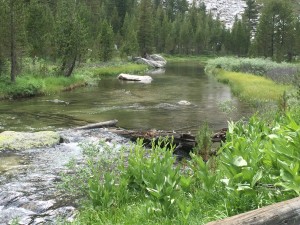 Stream by camping site