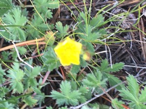 Slender Cinquefoil (Potentilla gracilis var. fastigiata)