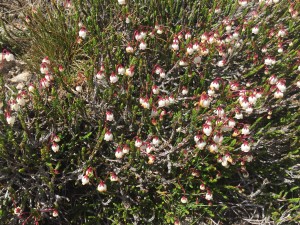 White mountain heather (Cassiope mertensiana)