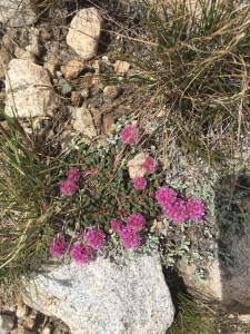 Cushion buckwheat (Eriogonum ovalifolium)