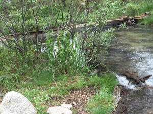 Another pretty good stream crossing but big logs are there to walk across