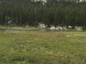 I take a break at this meadow and just sit on a rock and wait for something to happen.  Nothing happened except that I got more mellow the more I sat there