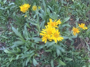 shortleaf alpinegold (Hulsea brevifolia)