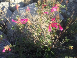 Pride of the Mountain (Penstemon newberryi)