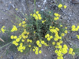 Rosy buckwheat (Eriogonum rosense)