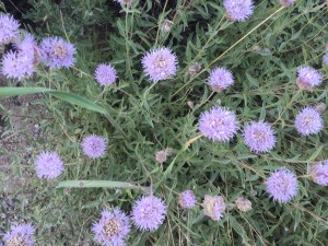 Pennyroyal (Monardella odoratissima)