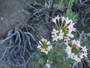 California valerian (Valeriana californica )