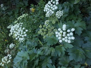 Poison Angelica (Angelica lineariloba)