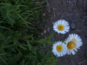 Sierra fleabane (Erigeron algidus)