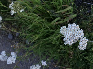 Yarrow (Achillea millefolium)