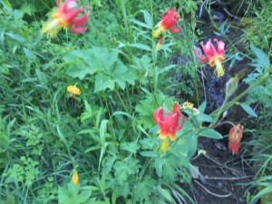 Crimson columbine (Aquilegia formosa)