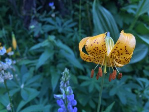 Kelley's lily (Lilium kelleyanum)