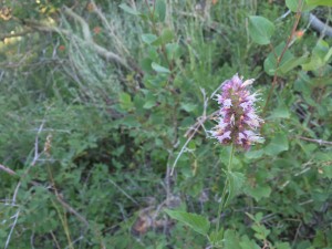 Horsemint (Agastache urticifolia)