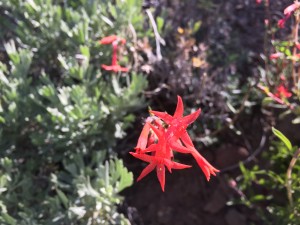 Wild tarragon (Artemisia dracunculus)