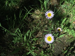 Fleabane