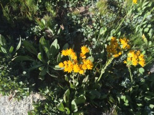 Hoary buckwheat (Eriogonum saxatile)