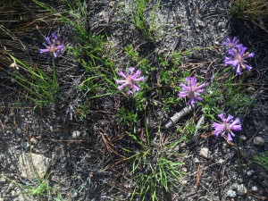 Meadow penstemon (Penstemon rydbergii)