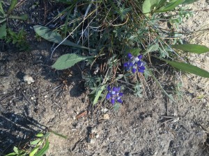 Matted Brewer's lupine (Lupinus breweri var bryoides)