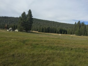 Just a picture of the meadow I have been walking in for miles