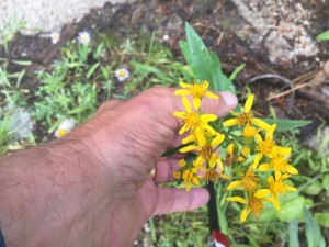 Heartleaf arnica (Arnica cordifolia)