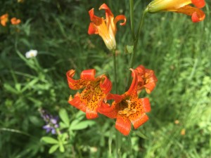 Sierra tiger lily (Lilium parvum)