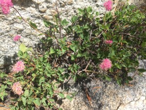 Rose meadowsweet (Spiraea splendens)