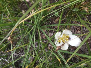 Leichtlin's mariposa lily (Calochortus leichtlinii)