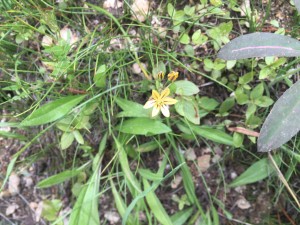 Pretty Face (Triteleia ixioides)