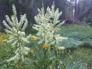 California corn lily (Veratrum californicum)