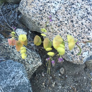 Mountain jewelflower (Streptanthus tortuosus)