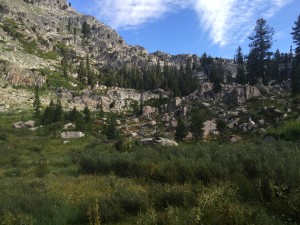 Field of wild flowers along the way