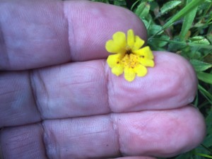 Monkey flower