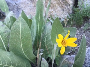 Mountain mule ears (Wyethia mollis)