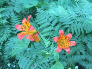 Sierra tiger lily (Lilium parvum)