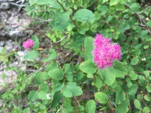 Rose Meadowsweet (Spiraea splendens)