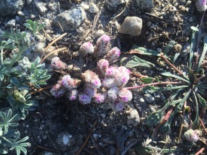 Pussy paws (Calypteridium monospermum)