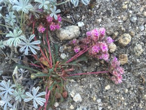 Pussy paws (Calypteridium monospermum)