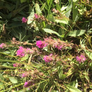 Indian Paintbrush