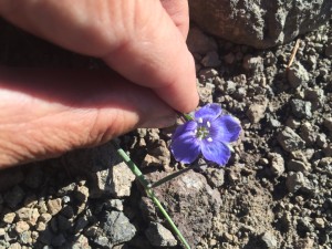 California polemonium (Polemonium californicum)