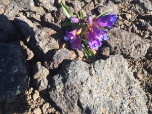 Azure penstemon (Penstemon azureus var. azureus)