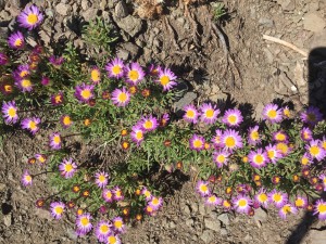 Brewer's Fleabane (Erigeron breweri Gray)