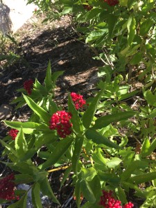 Pretty berries.  Later would see these pretty much intact in animal droppings