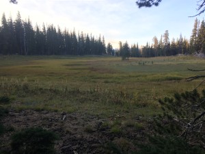 On the downside from that lava rock mountain is this beautiful meadow