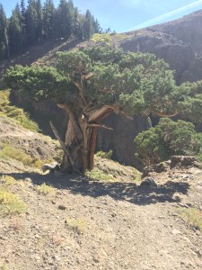 Sat in the shade of this bristle cone pine and had some treats before proceeding down into the canyon you can see just past the tree