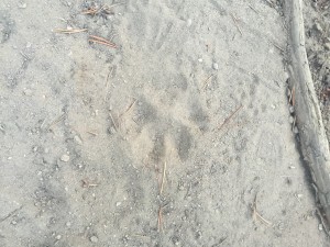 Mountain Lion Track