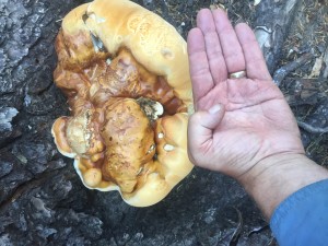 I believe this is a Chicken Mushroom.  It is suppose to taste like chicken.  I did not try it